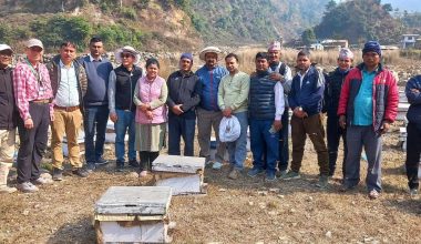 नेपालमा पहिलो पटक मौरी घारमा देखियो ‘ट्रोपिलाप्सिस माइट’