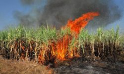 उखुबारीमा आगलागीबाट तीन लाख बढीको क्षति