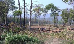 पर्सामा वन जोगाउनै मुस्किल