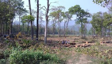 पर्सामा वन जोगाउनै मुस्किल