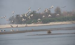 कोशीटप्पुमा भेटिए ७६ प्रजातिका नौ हजार दुई सय पचास चरा