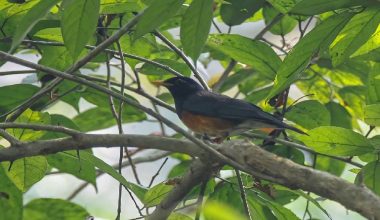 नेपालमा कृष्णवक्ष चाँचर चराको दोस्रोपटक अभिलेख