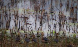 बाँकेमा ३२ प्रजातिका हिउँदे आगन्तुक जलचर चरा भेटिए