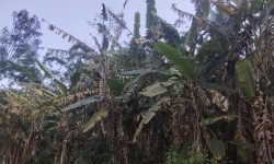 केराका बोट सुक्न थालेपछि किसान चिन्तित