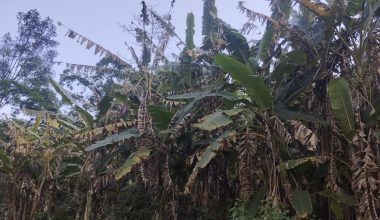 केराका बोट सुक्न थालेपछि किसान चिन्तित