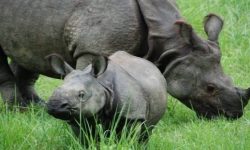 तीन गैँडालाई पूर्वी सेक्टरमा स्थानान्तरण गरियो