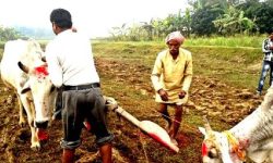 मिथिलाञ्चलमा हलगोरु पूजा गरिँदै