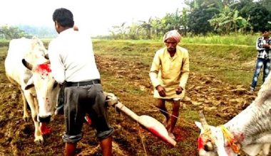 मिथिलाञ्चलमा हलगोरु पूजा गरिँदै