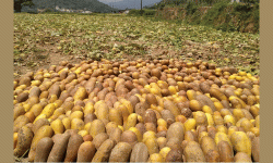 काँक्रोको बीउ बिक्री गरेर छ करोड आम्दानी