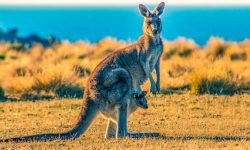 पहिलो आइभिएफ कङ्गारु भ्रूण बनाएको अस्ट्रेलियाली टोलीको दाबी