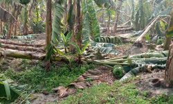 हावाहुरीबाट लाखौँको केराखेतीमा क्षति, किसान निरास