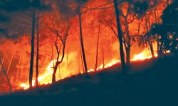 वन डढेलोः धेरै घटना तराईमा, क्षति पहाडमा