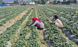 स्ट्रबेरीखेतीबाट वार्षिक छ लाख बचत