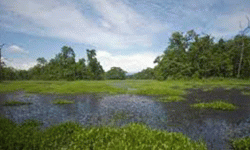 विश्व सिमसार दिवस आज