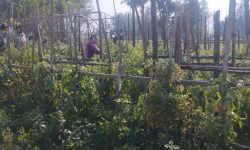 वनगाउँका एकसय घर तरकारी खेतीमा