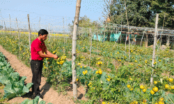 तरकारीखेतीबाट सात लाख आम्दानी