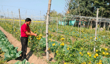तरकारीखेतीबाट सात लाख आम्दानी