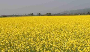 नवलपरासी पूर्वमा तीन हजार सात सय छयालीस हेक्टर क्षेत्रमा तोरी खेती