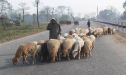 बिक्री भएन ऊन, विस्थापित हुने जोखिममा ‘भेडिहार’