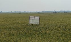 ‘सुपर जोन र जोन कार्यक्रम’ले उत्पादन बढायो