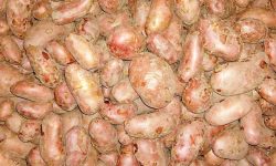 एक कठ्ठा जग्गामै ‘बाह्र क्विन्टल’ आलु