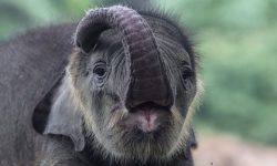 आमाबाट छुट्टिएको छावाको उद्धार