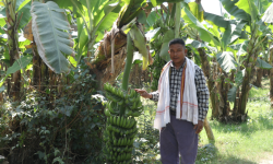 वैदेशिक रोजगारीबाट फर्किएका सर्लाहीका इन्द्रलाल केराखेतीबाट मासिक एक लाखसम्म आम्दानी