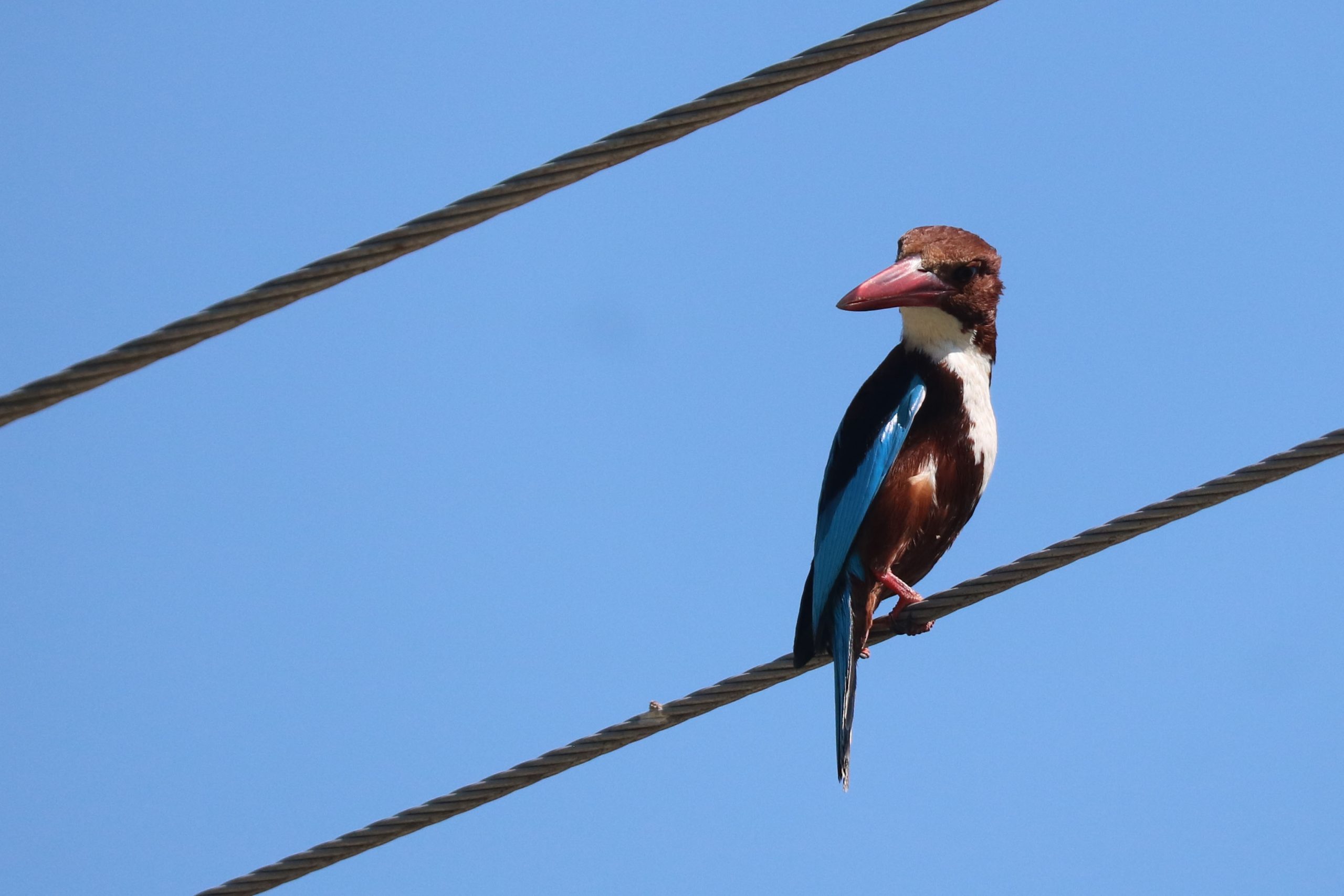 सेतोकण्ठे माटिकोरे चरा