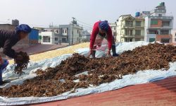 बिस्कुट उद्योगको छानामा गुन्द्रुकको ‘बिस्कुन’