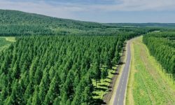 चीनको हरियाली अभियान : ४४ लाख ५० हजार हेक्टर वन वृक्षारोपण