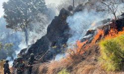 पाल्पा डढेलोः चार सामुदायिक वनमा क्षति