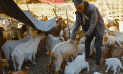 जङ्गल र गोठ गरेर दैनिकी चलाउँदै ८० वर्षीय लिलबहादुर