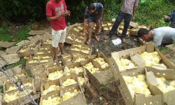 सेतो अण्डा नष्ट गर्दै सशस्त्र प्रहरीबल