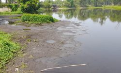 सिमसार क्षेत्रको अतिक्रमणले कछुवाजोखिम