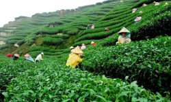 सुरु भयो चियाको पहिलो टिपाइ