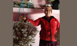 तालिम पाएपछि महिला च्याउखेतीतर्फ आकर्षित