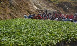 काभ्रेका किसानलाई कफी उत्पादन प्रविधि तालिम