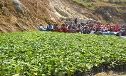 मकै छोडेर कफीखेतीमा महाभारतका किसान