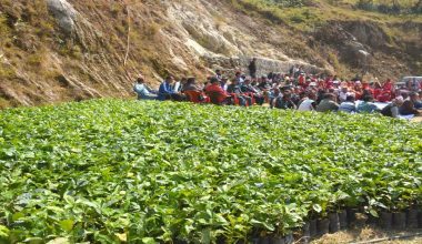 मकै छोडेर कफीखेतीमा महाभारतका किसान