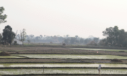 नवलपरासीका किसान चैते धान रोप्न व्यस्त