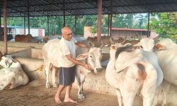 ‘देशी गाई’को महत्व जगाउन ‘जनकधाम’