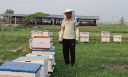 विदेशबाट फर्केर पशुपालनसँगै मौरीपालनमा रमाइरहेका मनराज