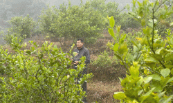 व्यावसायिक कागती खेतीमा रमाउँदै नगर प्रमुख पण्डित