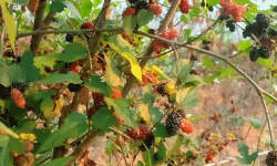 रेशम हराएपछि किम्बु बन्यो पशु आहारा, तीन लाख बिरुवा उत्पादन हुँदै