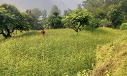 भीमफेदीले ल्यायो कोदोखेती प्रवर्द्धन कार्यक्रम