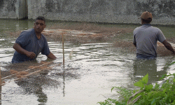 लाखौँ भुरा निर्यात गर्दै मत्स्य प्रवर्द्धन केन्द्र