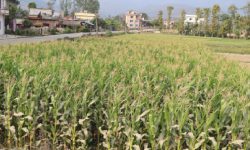 दाङमा मकै उत्पादन बढ्यो