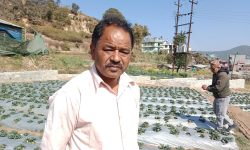 स्ट्रबेरीखेतीबाट वार्षिक ३० लाख आम्दानी