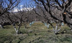 मुस्ताङमा हिमपात भएसँगै रैथाने अन्नबालीको उत्पादन वृद्धि हुने प्रक्षेपण