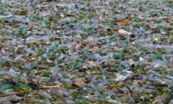 सन् २०३० सम्ममा छ लाख मेट्रिक टन कोक प्लास्टिक फोहोर जलमार्गमा प्रवेशः अध्ययन